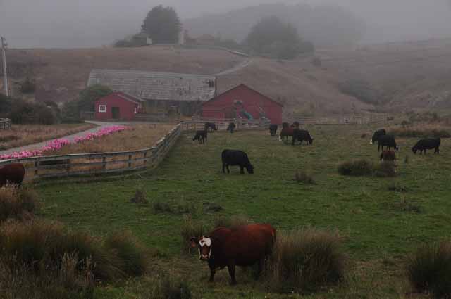 sonoma coast